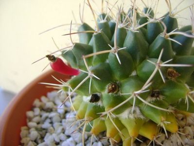 Mammillaria compressa