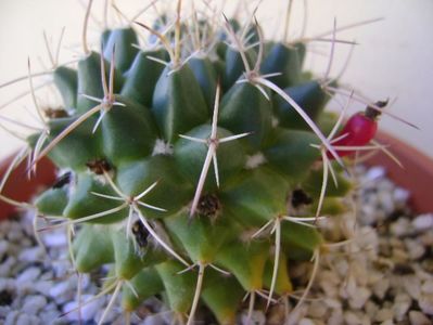 Mammillaria compressa