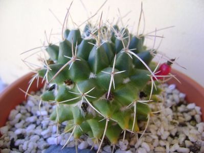 Mammillaria compressa