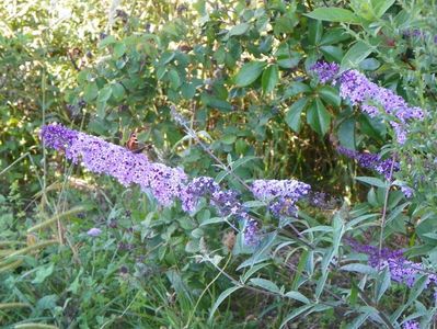 buddleja Empire Blue