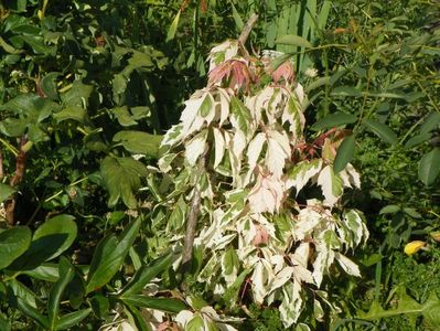 acer negundo Flamingo