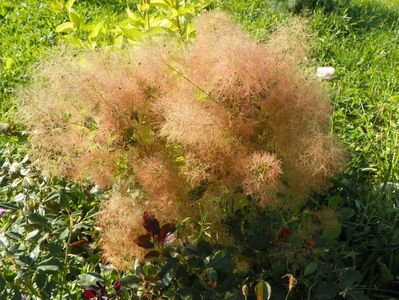cotinus cogg. Young Lady