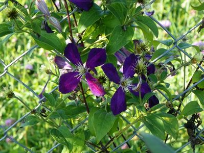 clematis Mikelite
