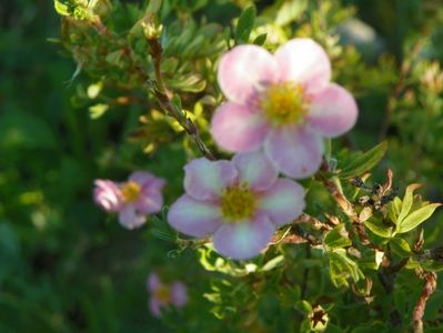 potentilla Pink Beauty