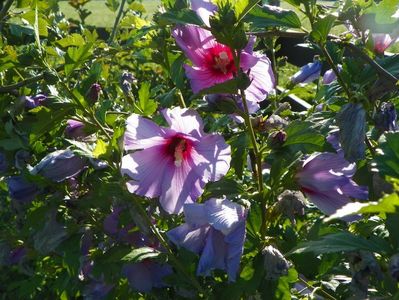 hibiscus syriacus