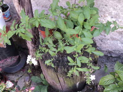 plumbago alb,primele flori