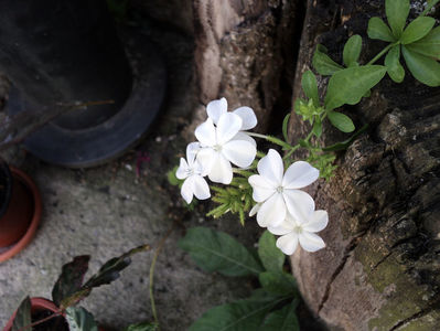 plumbago alb,detaliu