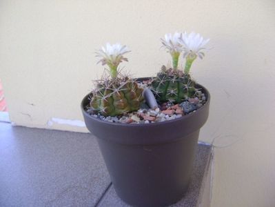 Gymnocalycium damsii v. tucavocense