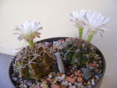 Gymnocalycium damsii v. tucavocense