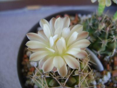 Gymnocalycium damsii v. tucavocense