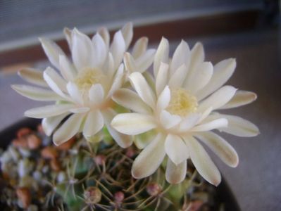 Gymnocalycium damsii v. tucavocense