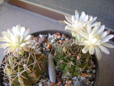 Gymnocalycium damsii v. tucavocense