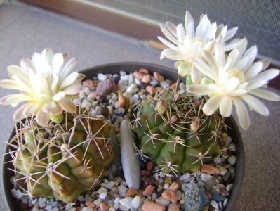 Gymnocalycium damsii v. tucavocense