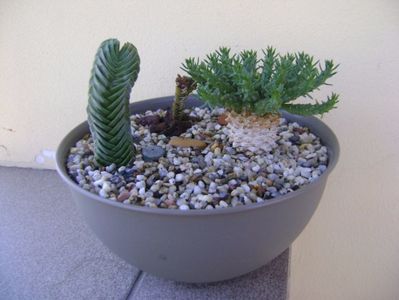 Crassula cv. Buddha's Temple