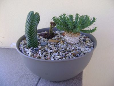 Euphorbia flanaganii