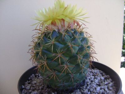 Coryphantha elephantidens v. sulcolanata