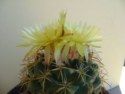 Coryphantha elephantidens v. sulcolanata