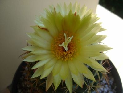 Coryphantha elephantidens v. sulcolanata