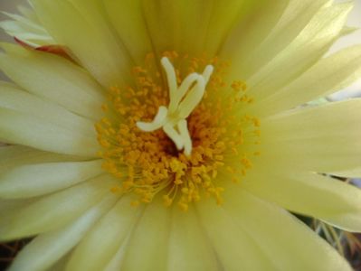 Coryphantha elephantidens v. sulcolanata