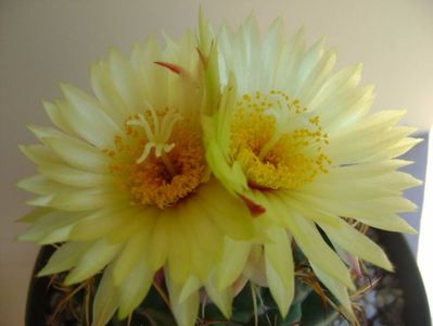 Coryphantha elephantidens v. sulcolanata