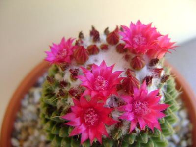 Mammillaria polythele cv. Stachellos