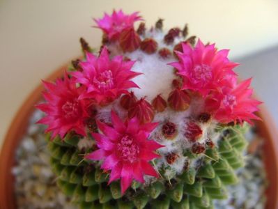 Mammillaria polythele cv. Stachellos