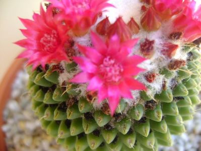 Mammillaria polythele cv. Stachellos