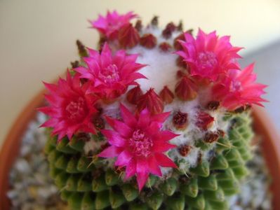 Mammillaria polythele cv. Stachellos