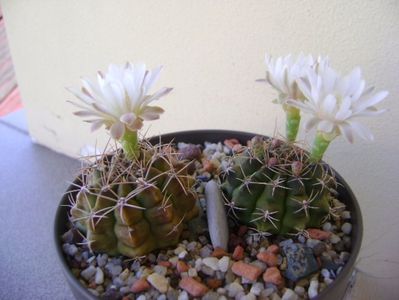 Gymnocalycium damsii v. tucavocense