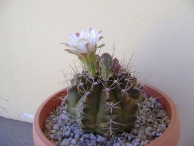 Gymnocalycium mihanovichii