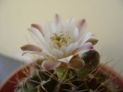 Gymnocalycium mihanovichii