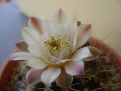 Gymnocalycium mihanovichii