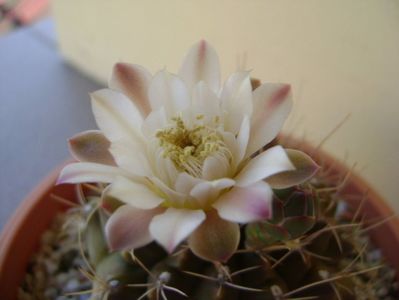 Gymnocalycium mihanovichii