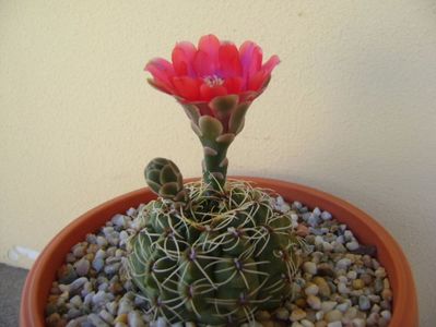 Gymnocalycium baldianum