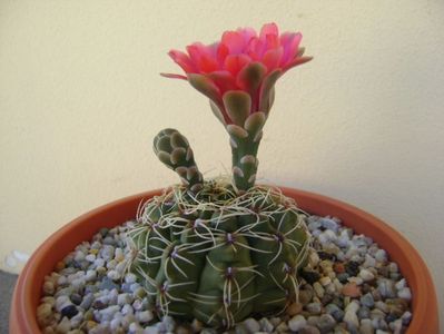 Gymnocalycium baldianum