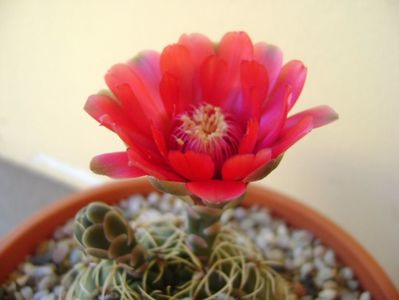 Gymnocalycium baldianum