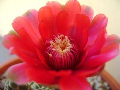 Gymnocalycium baldianum