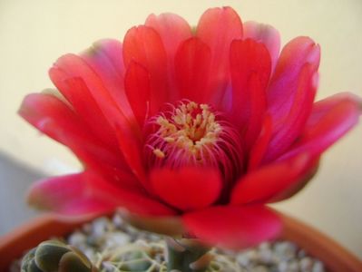 Gymnocalycium baldianum