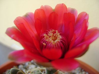 Gymnocalycium baldianum