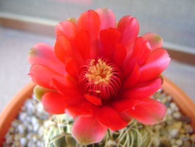 Gymnocalycium baldianum