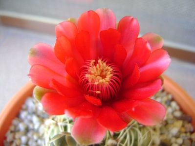 Gymnocalycium baldianum