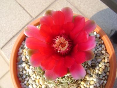 Gymnocalycium baldianum