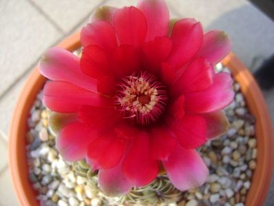 Gymnocalycium baldianum