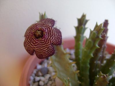 Orbea variegata