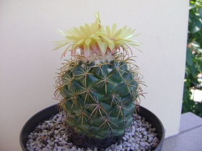 Coryphantha elephantidens v. sulcolanata