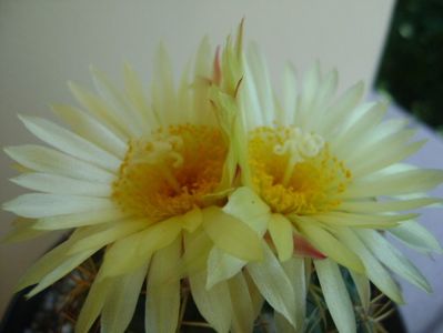 Coryphantha elephantidens v. sulcolanata