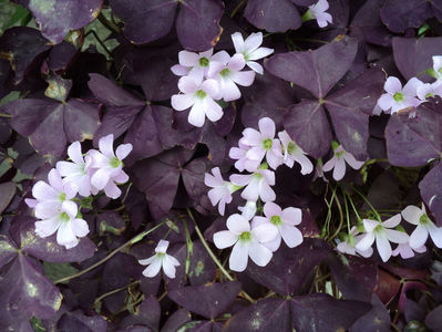 oxalis