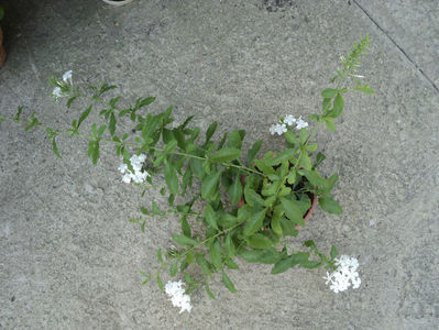 6 aug,in sfarsit si plumbago alb