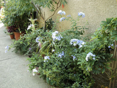 uriasul plumbago bleu