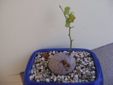 Dioscorea elephantipes ciugulita de pasari